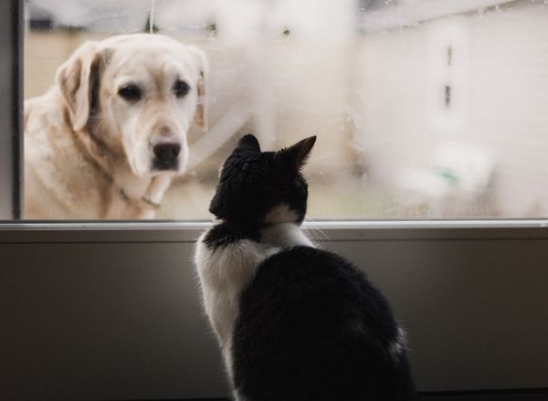 a cat on the inside of a window and a dog on the outside looking at each other